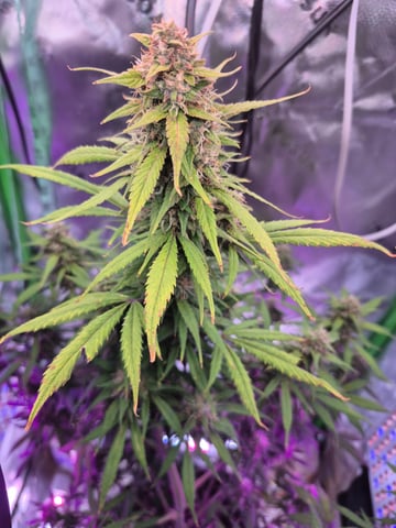 First "Auto" Grow — flower, day 60