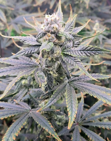 Funk Mountain 2 — flower, day 49