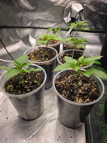 Hazy Daze — seedling_rooting, day 6