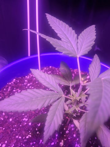 5 Random Seeds in a pot I found in my grinder. — vegetative, day 14