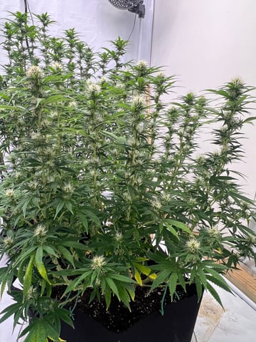 Indoor Grow  — flower, day 68