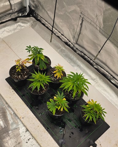 SBJ Clones — vegetative, day 1