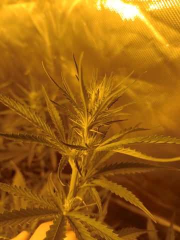 mr — flower, day 72