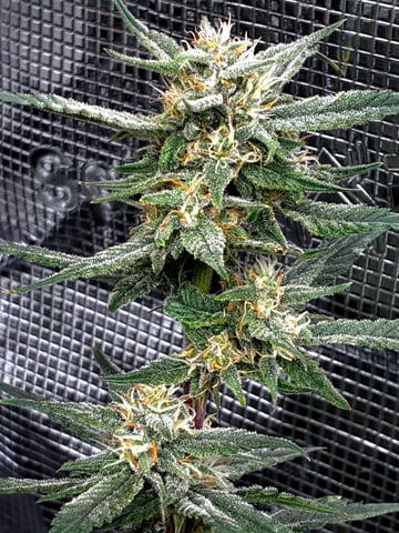   and one L.a kush cake . — flower, day 86