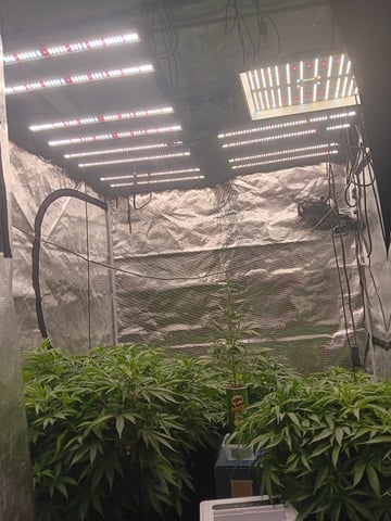 Master Kush — vegetative, day 67