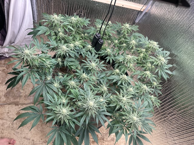 Gelly Mama and Sugar Tree — flower, day 195