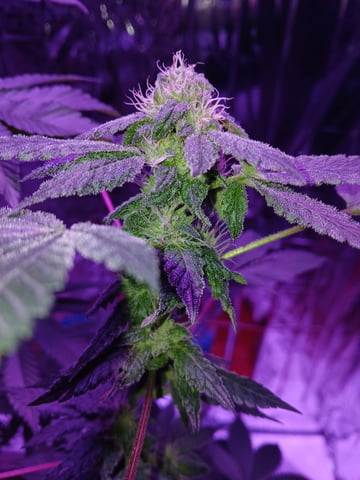 triangle kush  — flower, day 78