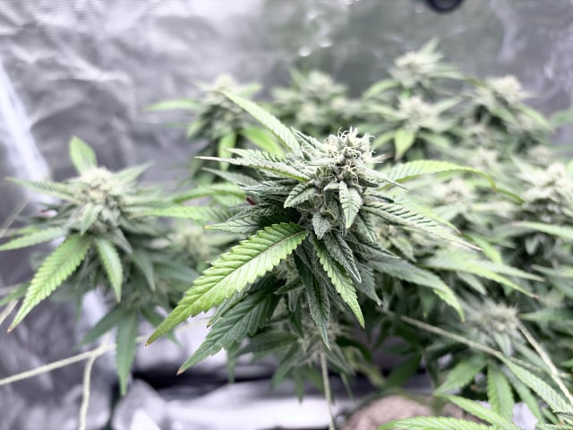 CANDYLAND — flower, day 142