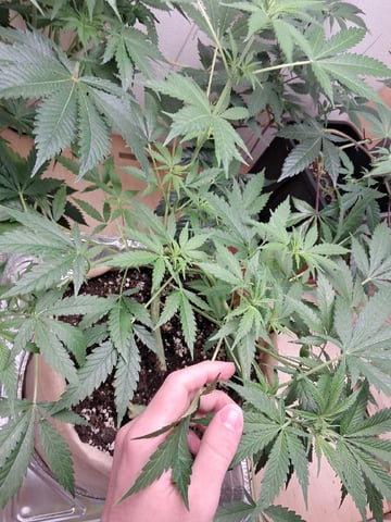 Gugugaga — flower, day 36