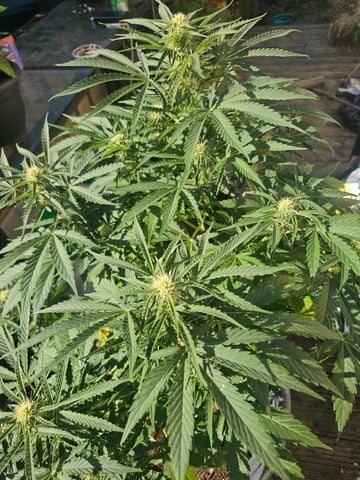 bubblegum  — flower, day 11