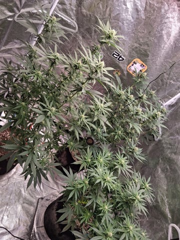 TEAM FULL AUTOS — flower, day 104
