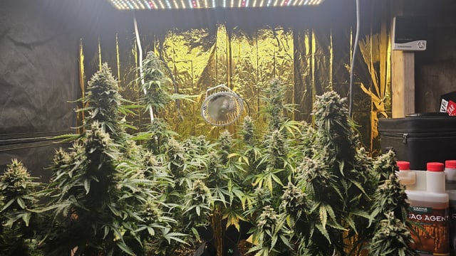 critical orange punch / strawberry soda — flower, day 64