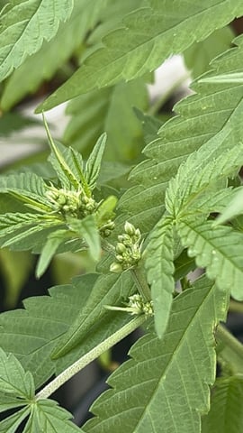 3masketeers — vegetative, day 45