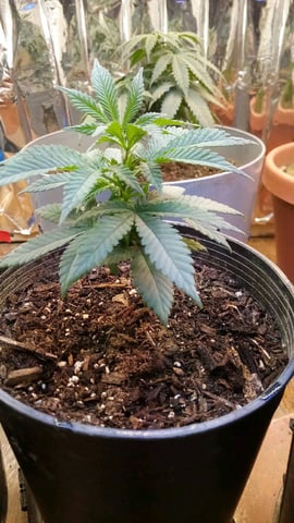 Jack hearer/Jack the ripper? — vegetative, day 44