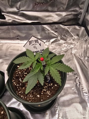 Dirty Bird - Thousand Island Fem & Platinum Kush Breath Remix x Grape Cakehead Fem Photo  — vegetative, day 13