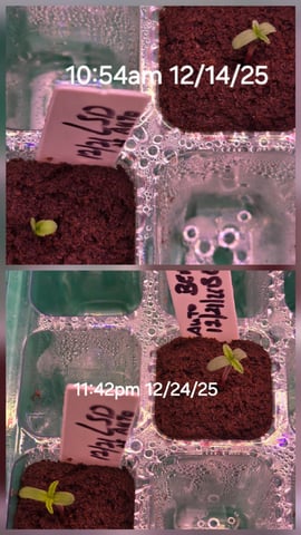 1st Auto Grow (LSD + BrB) - 1st indoor Grow — germination, day 4