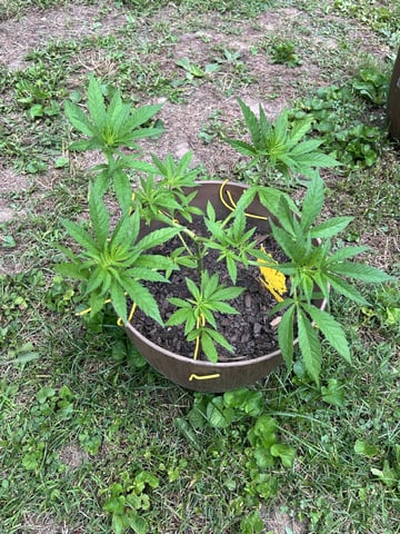 2026 Outdoor — vegetative, day 46