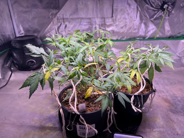Green Gelato — vegetative, day 15