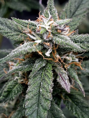 Blueberry critical kush x purple peyote wifi  and one L.a kush cake . — flower, day 64