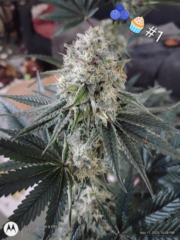 Blueberry Cupcake -- Humboldt County (pheno hunt/clone run) — flower, day 37