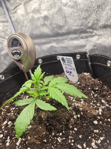 I'll get it right — vegetative, day 24