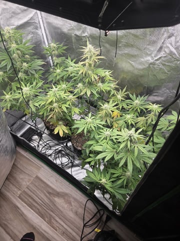 Autoflower NIGHT OWL — flower, day 5