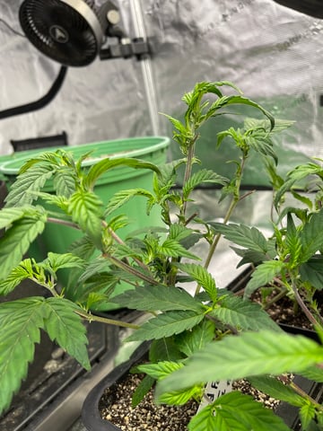 Clones Fat Bastard Clones  — vegetative, day 47