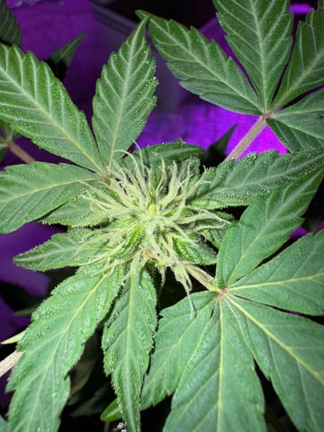 Quick One — flower, day 5