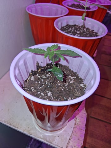 White Widow & Skittlez — seedling_rooting, day 28