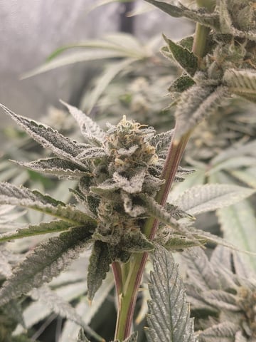 #3 — flower, day 67