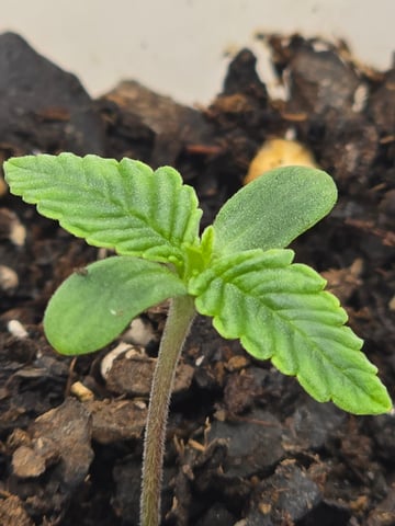 Northern lights #10 (Alaska) — seedling_rooting, day 2
