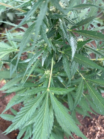 3 seeds  — flower, day 74