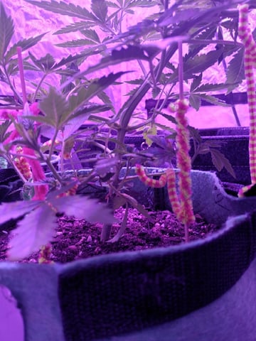 First autos  — vegetative, day 37