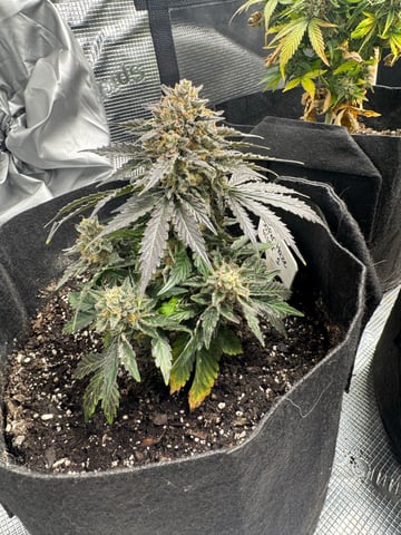 SSH and BD — harvest, day 72