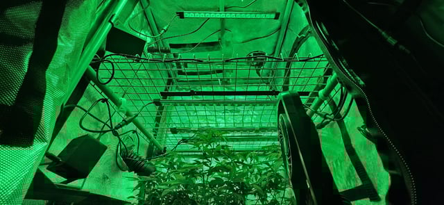 Girl Scout Cookies  — vegetative, day 77