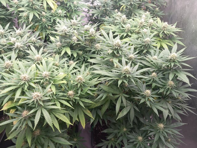 10x Critical Feminisiert from Ganjafarmerseeds  — flower, day 97