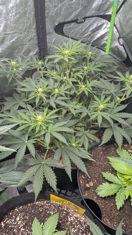 Mixed Grow — grow_setup, day 59