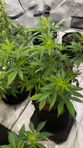 Gorilla Cookies Auto (42 FastBuds) — flower, day 39