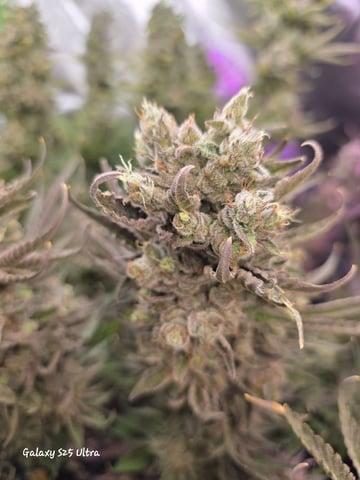 Hazy Daze — flower, day 117