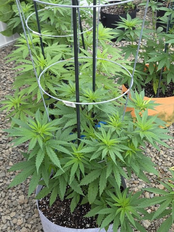 Outdoors L.S.D and Cinderalla 99  — vegetative, day 7