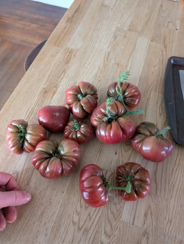 See what grows — vegetative, day 343