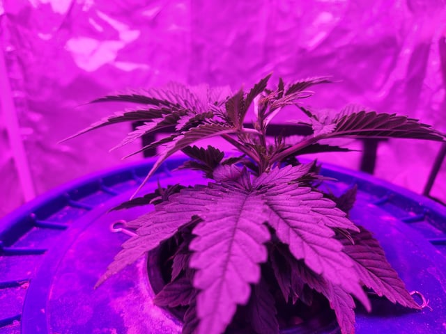 Sour Diesel (started Aug 30th 2025) — vegetative, day 23