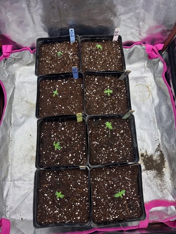 Grow #2 2x2x4 — seedling_rooting, day 14