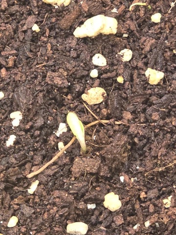 new start — vegetative, day 52