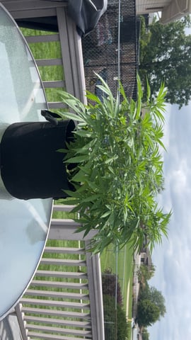 Wedding cake & Indoor Wedding Cake Clones — flower, day 12