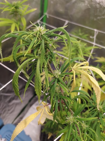 Pren seeds from brazil — flower, day 8