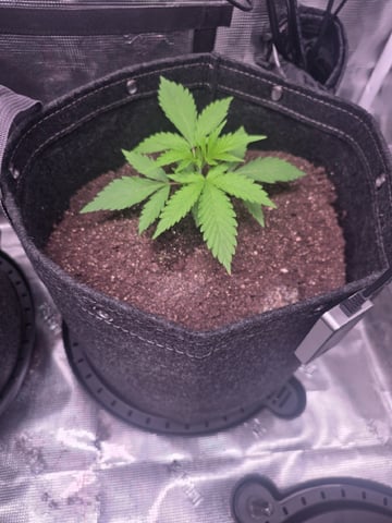 Blue Dream Feminized  — vegetative, day 30