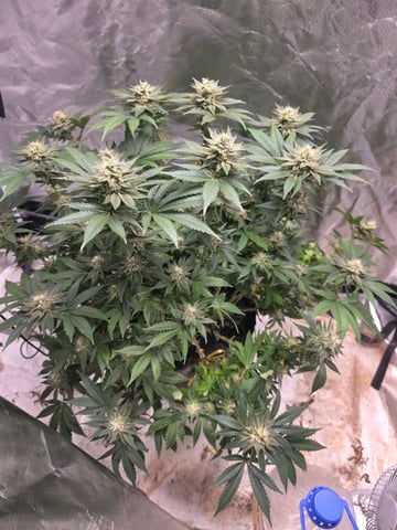 first grow — flower, day 94