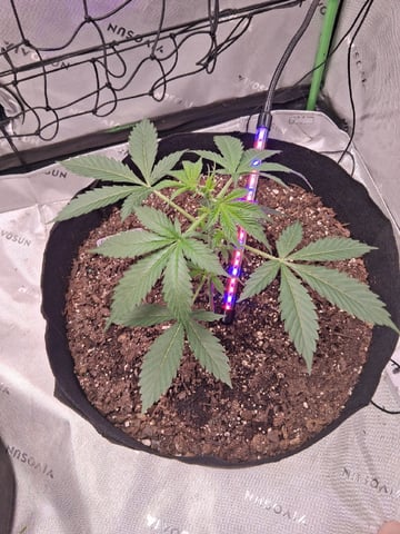 Whoever Wins First Stay In The 10 Gallon — grow_setup, day 25