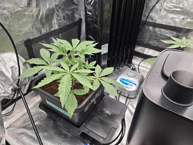 Grow 5.o — vegetative, day 19
